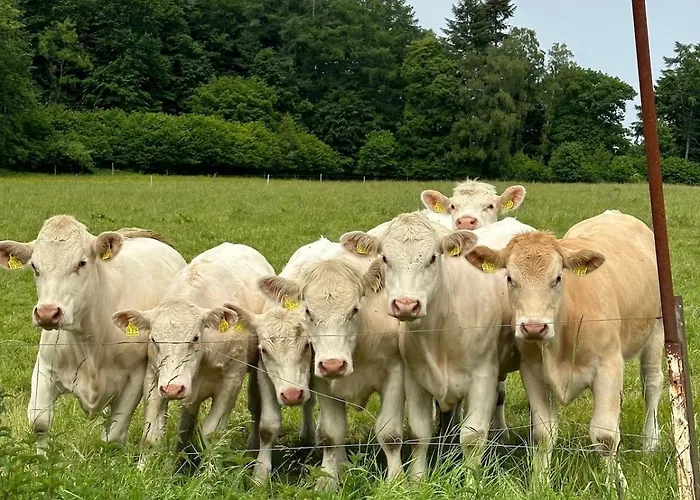 Gemuetliche Direkt Am Wald * Arnsberg
